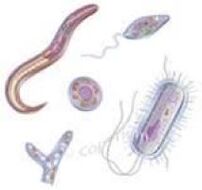 parasites living in the human body