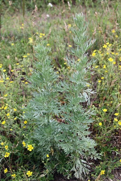 Wormwood - the raw material for the preparation of an effective antihelminthic agent