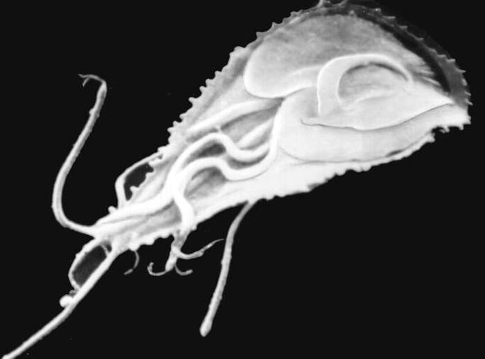 Plasmodium
