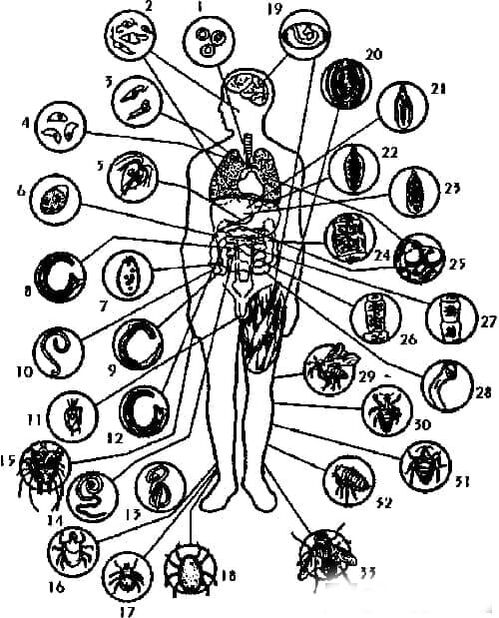 The types of parasites