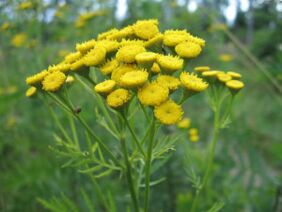 Tansi for the removal of parasites from the body